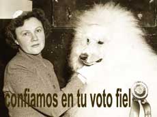 perro.jpg
