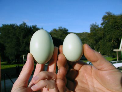 truco-o-trato-3a truco-o-trato-3a