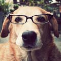 perro-con-gafas